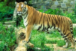 Tigre2
